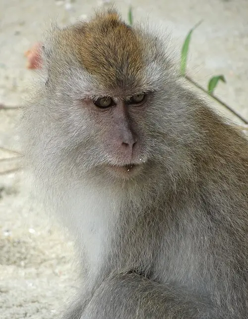 Monkey Beach, Malaysia, warm water in December