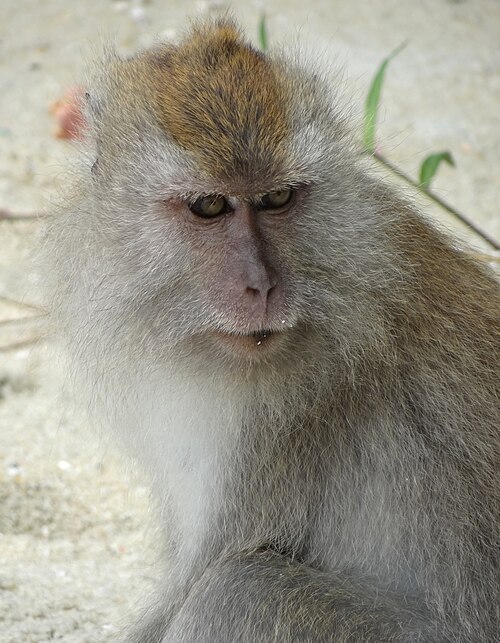 Monkey Beach, Malaysia, warm water in December